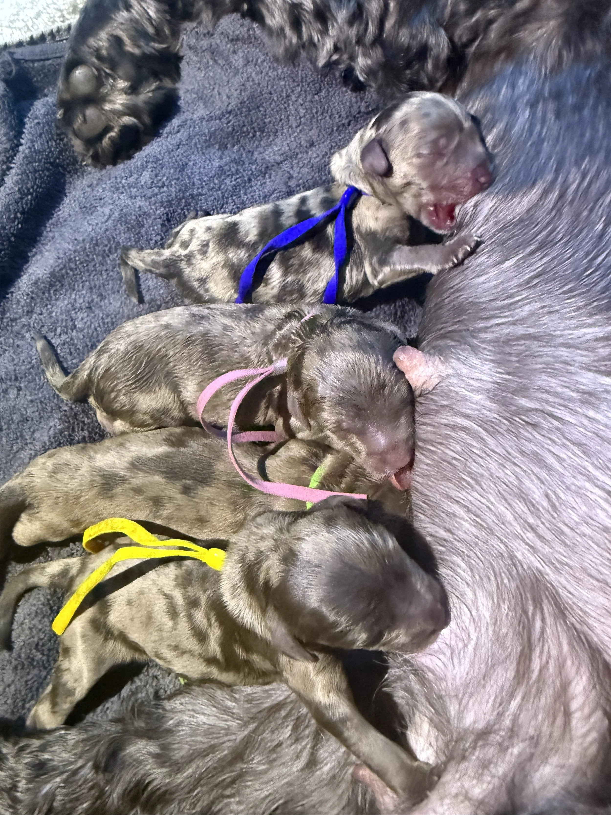 Labradoodle Litter | Check out our available puppies — Great Day